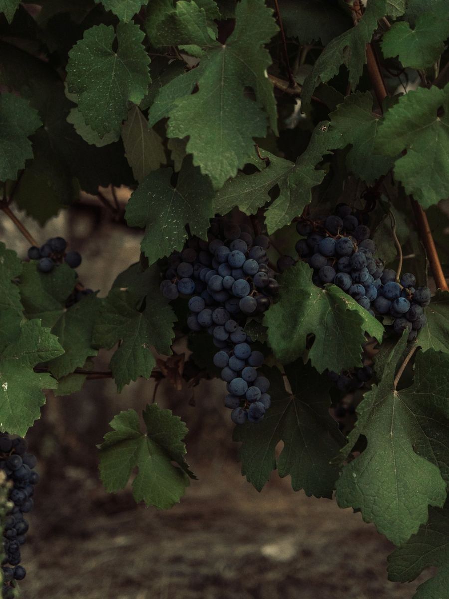 Vigneto con grappoli d'uva